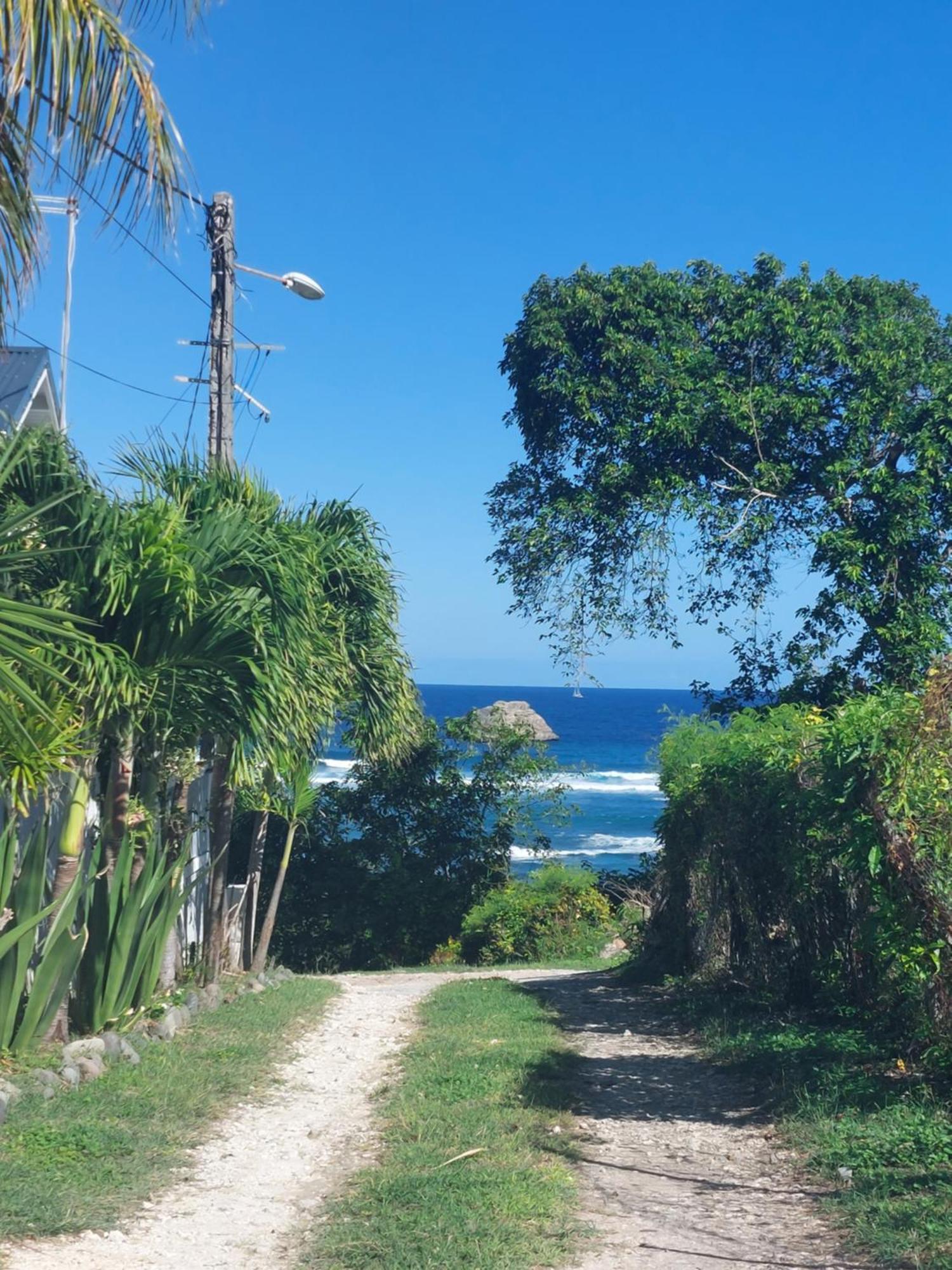 Bois Soleil Saint-Francois (Grande-Terre)